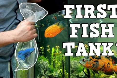 A MUST WATCH For New Fish Keepers! FIRST AQUARIUM! K.F.K.F.K.