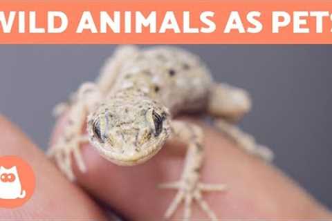 WILD ANIMALS AS PETS? 🐺 Is it OK to Keep Exotic Animals?