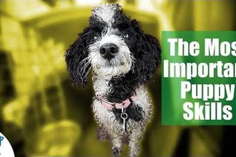 First Week Puppy Training - The 6 Skills To Teach First - Professional Dog Training Tips