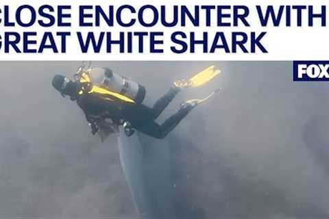Scuba divers have 'once-in-a-lifetime' encounter with great white shark near Catalina