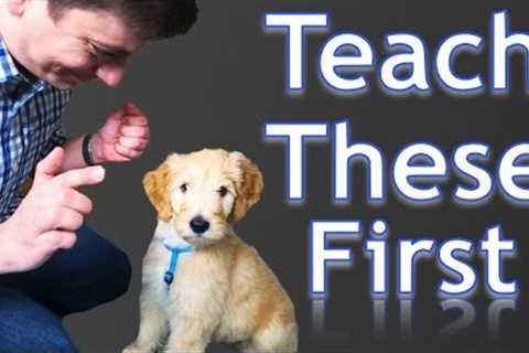 3 Easy Things to Teach your NEW PUPPY!
