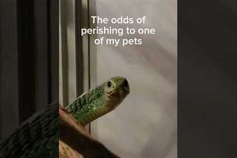 My pets are trying to kill me. #reptiles #venomoussnake #cobra #gaboonviper #boomslang