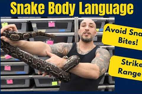 How to Read Snake Body Language and Not Get Bit