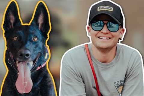 THE MOST IMPORTANT DOG TRAINING ADVICE YOU NEED TO SEE!