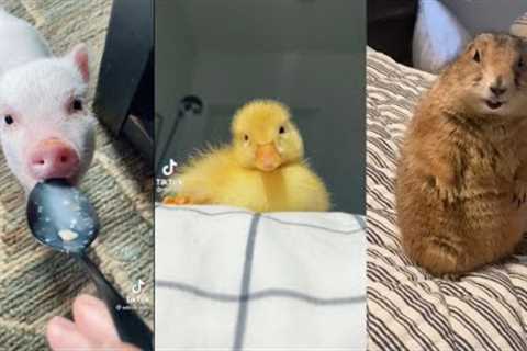 💫tiktok RARE and UNUSUAL pets compilation🐷🐥