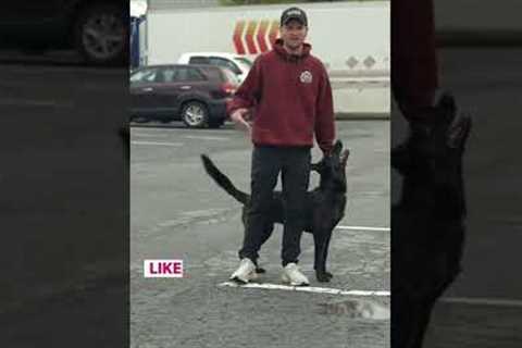 THIS quick dog training tip will change everything!