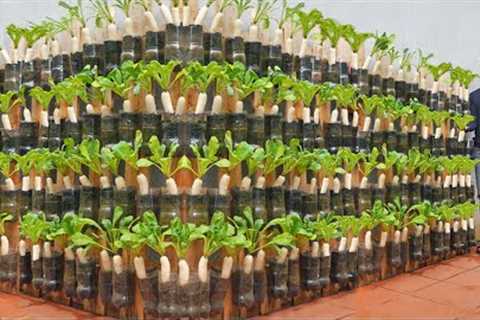 [Home Gardening] How to grow white radish at home for your family to eat all year round