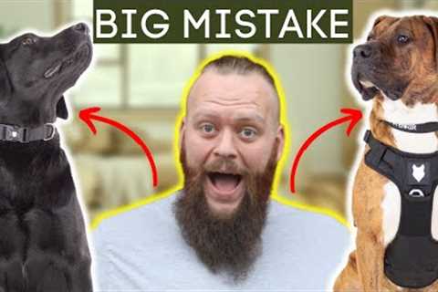 Dog Training Mistakes In 'Teenage Phase'