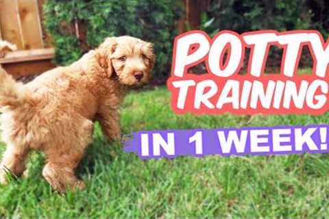 HOW TO: Potty Train Your Puppy FAST!! 🐶 10 week old puppy trained in 1 WEEK!!!