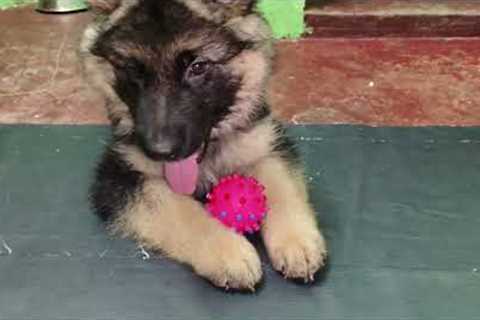 The Best Moments of 2023 | gsd puppy funny videos | german shepherd puppy long coat barking