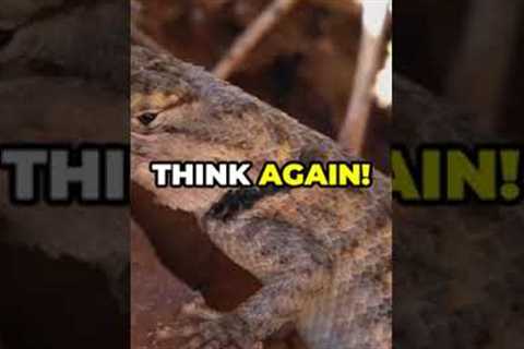 3 Mind-Blowing Facts About Reptiles You Didn't Know!