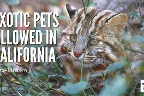 Find out which EXOTIC PETS are allowed in California