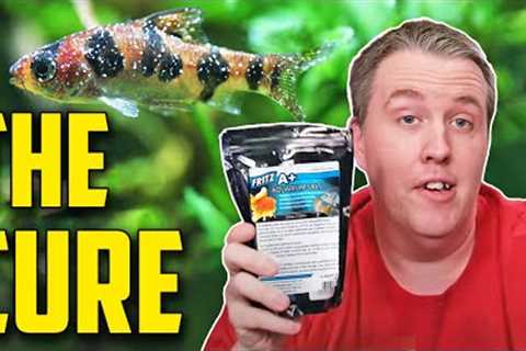 How and When to Use Salt with Aquarium Fish