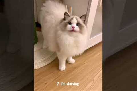 5 different cat noises and what they mean