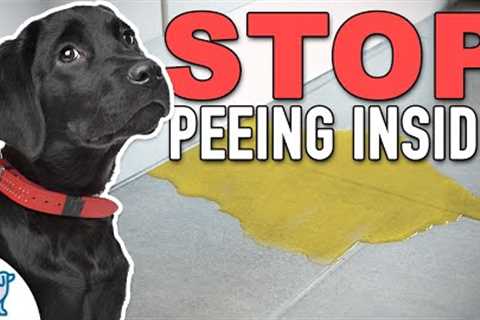 Stop Accidents Indoors With THIS Puppy Potty Training Plan