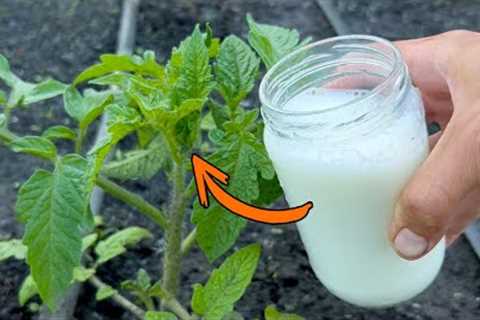 Double your harvest of tomatoes, cucumbers and other vegetables. Irrigate immediately...