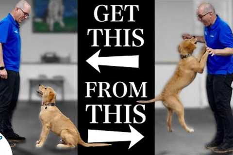 Teach Your Dog To Stop Jumping Up In 4 Simple Steps!
