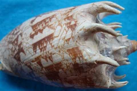 Stamp Sleuth Investigates The Hobby Of Collecting Shells