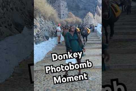 Mama a donkey behind you! 😂🐴  #Funny #Donkey #Fail #Travel #Meme