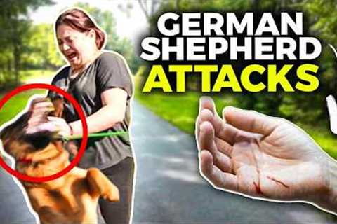 Aggressive German Shepherd Attacks Owner - Can I FIX Him?
