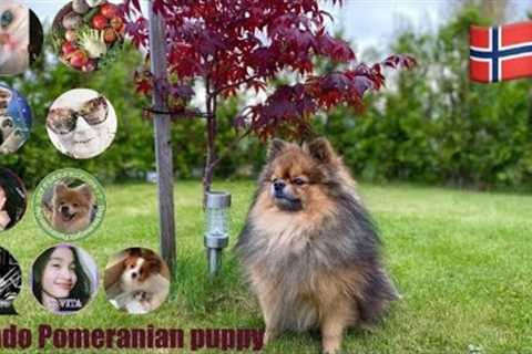 Autumn gifts aurora northern lights and shoutouts from my birthday gifts #shorts