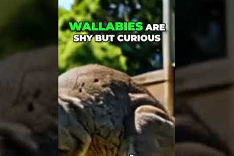 Wallabies  The Perfect Exotic Pet for Your Home Top 7 Exotic Pets You Can Own Legally