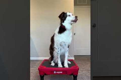 the silliest of tricks #dogtraining #dogtrick #funnydog #dogtricks #cutedog #pets