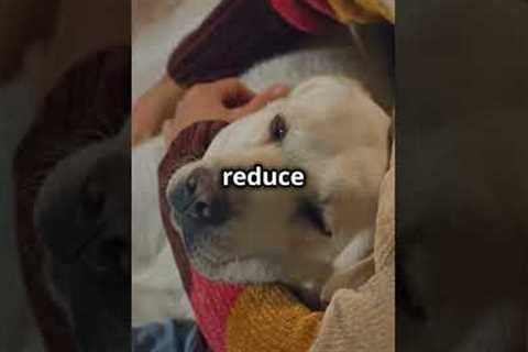 Dogs: Man's Best Friend!
