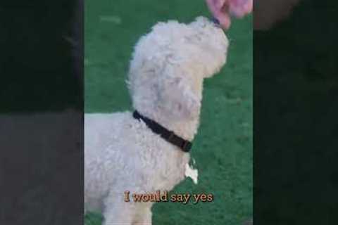 Teach Your Pup to Twirl 🐕💃