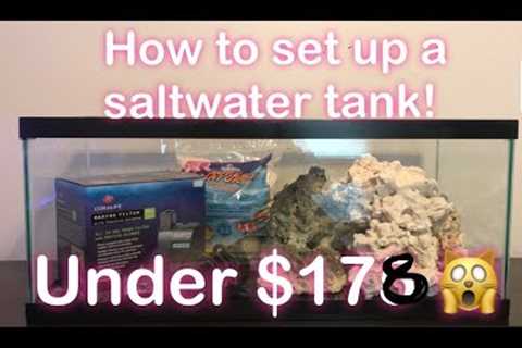 How to Set Up A Saltwater Tank for under $200!
