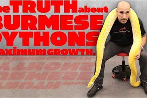 BIGGEST SNAKE?! The Truth About Burmese Python Maximum Growth