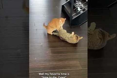 Funny Cat Pulls Off Sneak Attack!