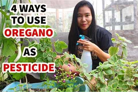 HOW TO MAKE OREGANO PESTICIDE | 4 WAYS TO USE OREGANO AS ORGANIC PESTICIDE