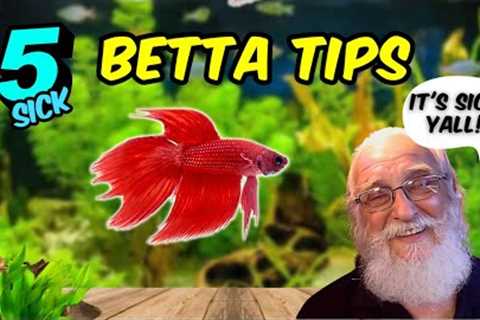 The Shocking Truth about Betta Care You Don't Want to Hear.