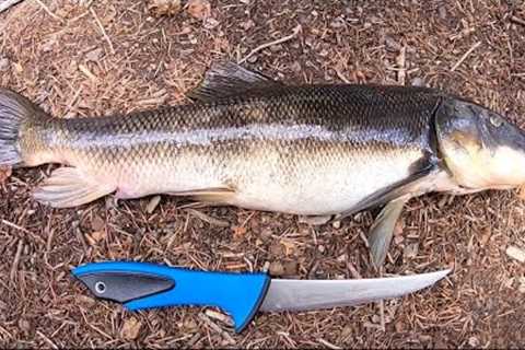 CATCH N’ COOK Sucker Fish!