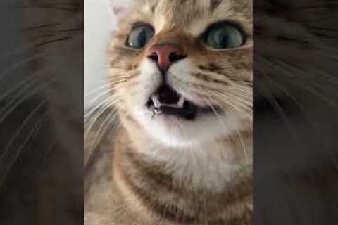 Kitten meowing to attract cats