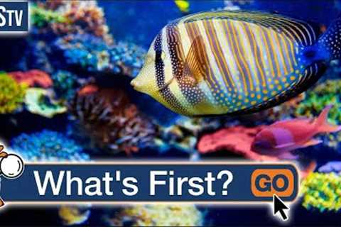How Do I Start a Saltwater Aquarium?