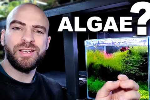 HOW TO STOP ALGAE! why I don't have any | MD FISH TANKS