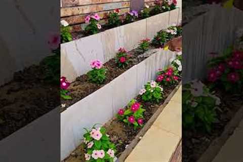 #shorts #viral #youtubeshorts | Vinca , Sadabahar , Periwinkle Hybrid Multi Flowers Plants