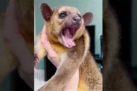 Exotic Animals That You Can Legally Own #shorts