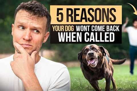 My dog wont come back when called / 5 Reasons your dog won't recall to you- Dog Training Video