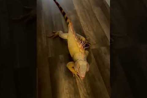 Happy Iguana Smiles When Pet Parent Returns Home! Shorts #Iguanas
