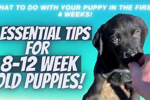 5 Essential Tips For 8-12 Week Old Puppies