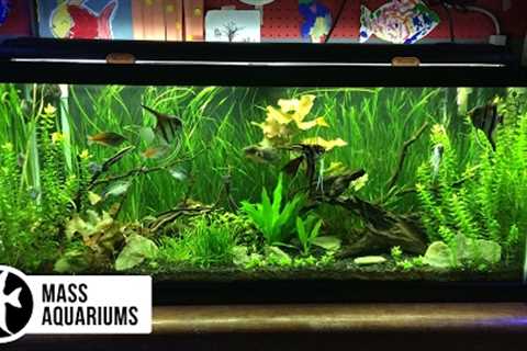 How to set up a FRESHWATER AQUARIUM: Beginners guide to your 1st Fish Tank