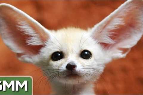6 Exotic But Legal Pets