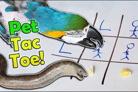 Playing Tic Tac Toe with our Exotic Pets!