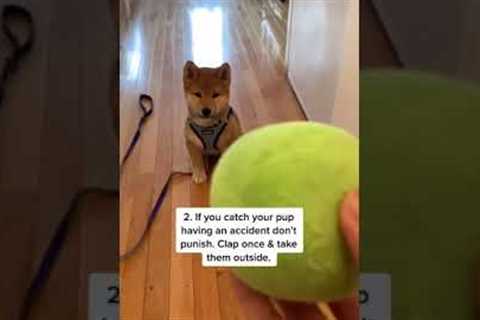 3 easy tips for potty training your puppy