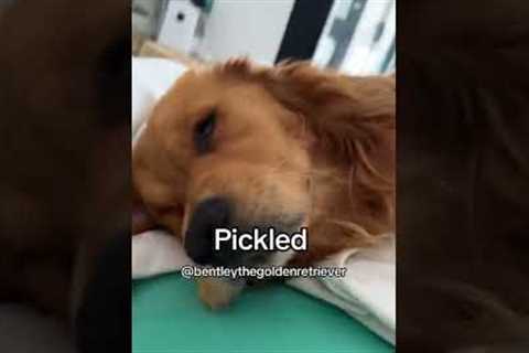 Pickled  #bentleythegoldenretriever