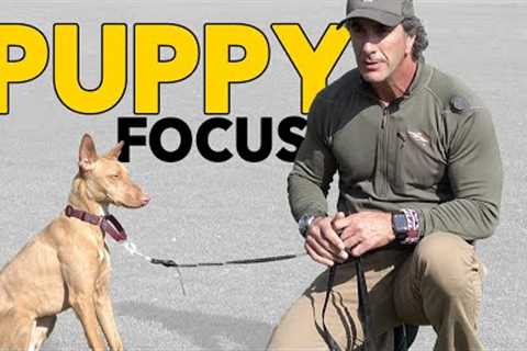 Puppy Training Teach Your Puppy to Focus - Robert Cabral Dog Training Video