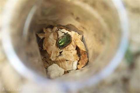 DIY Pitfall Trap to Catch Food in the Woods